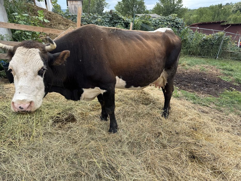 Vaca de vanzare Jud Satu Mare