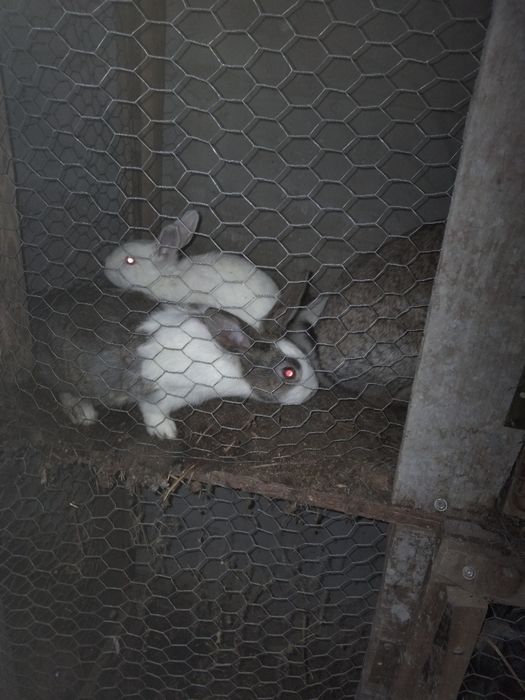 Vând iepuri diferite mărimi