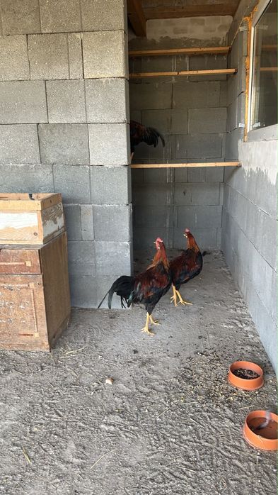 Gaini si cocosi rasa Italian potarnichiu