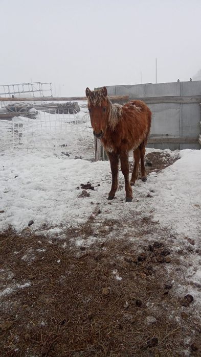 Еркек тай сатылады. Қазақы жабы биенің құлыны сатылады.