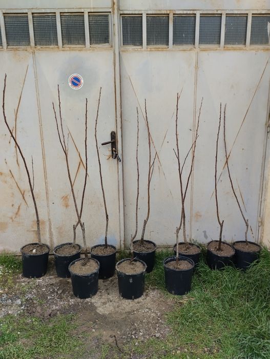 Ядлив кестен(сладък кестен)