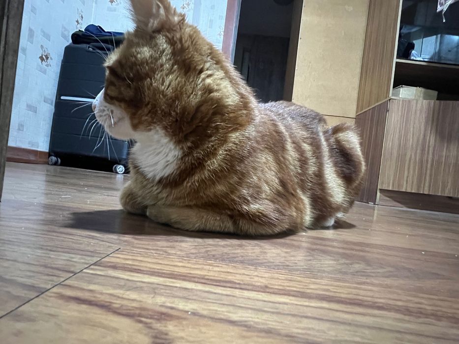 Кошка порода(Шиншила)