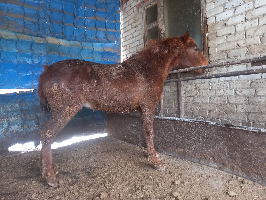 Продам жеребчика и кобылку