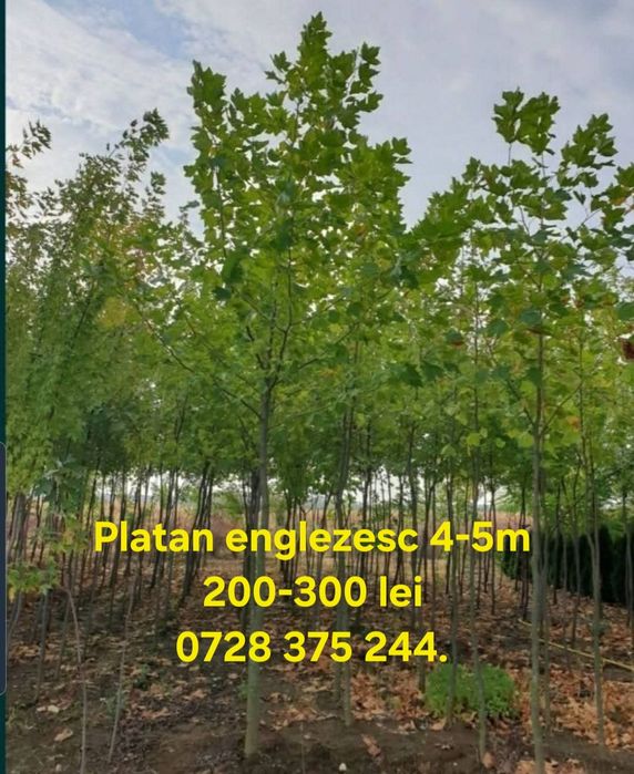 Stejar platan tei