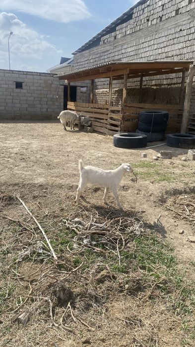 Орыс ешки занен