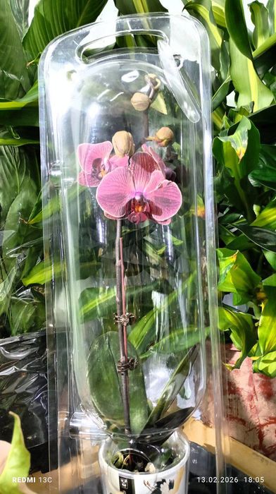 Орхидея подарочные орхидеи к празднику