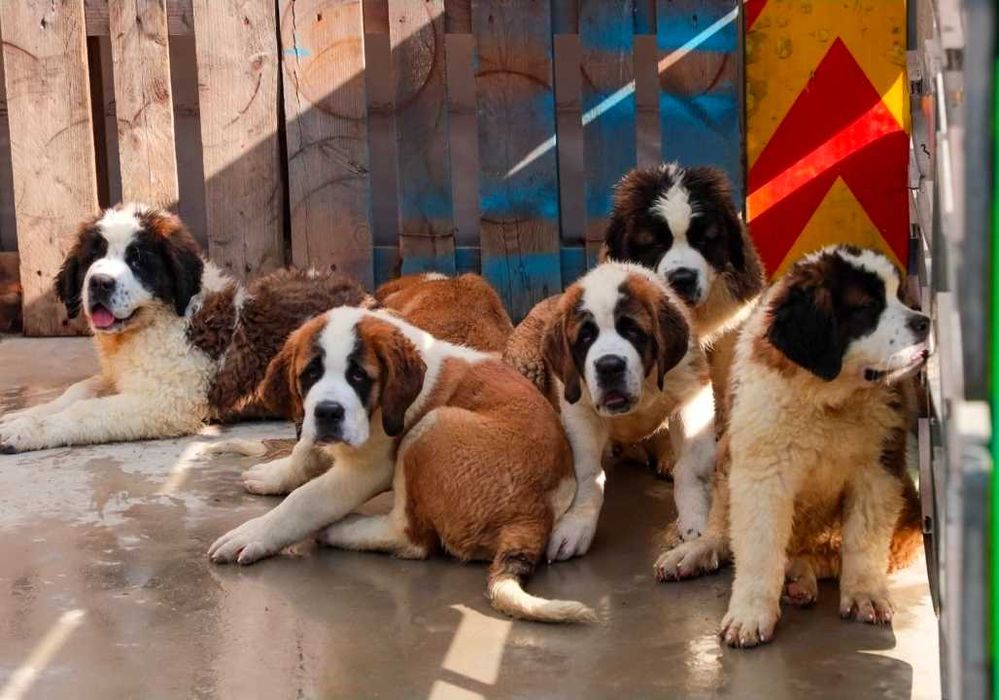 Saint Bernand 3 luni