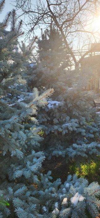 Продаю серебристые и голубые ельи