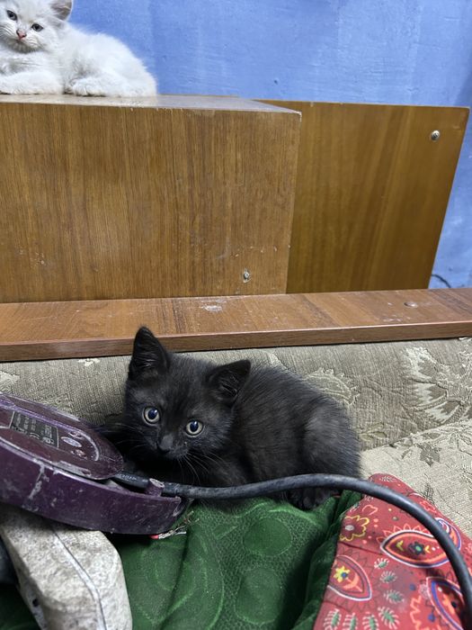 Отдаю котят в добрые руки