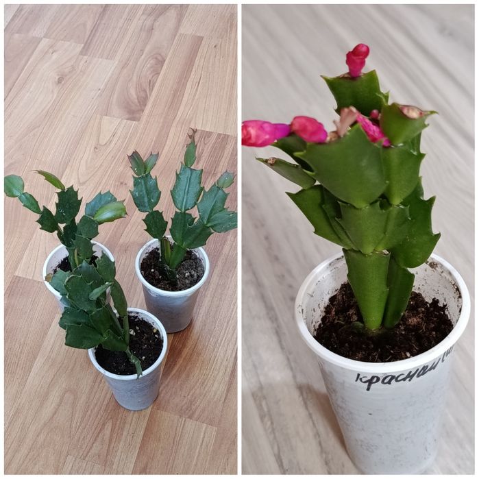Продам комнатные растения