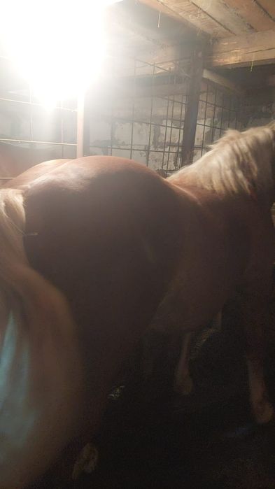 Vând doi armăsari ardenezi