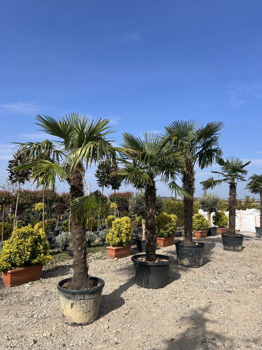 Pamieri fourtunei rezistenti pana la minus 20 livram oriunde in tara