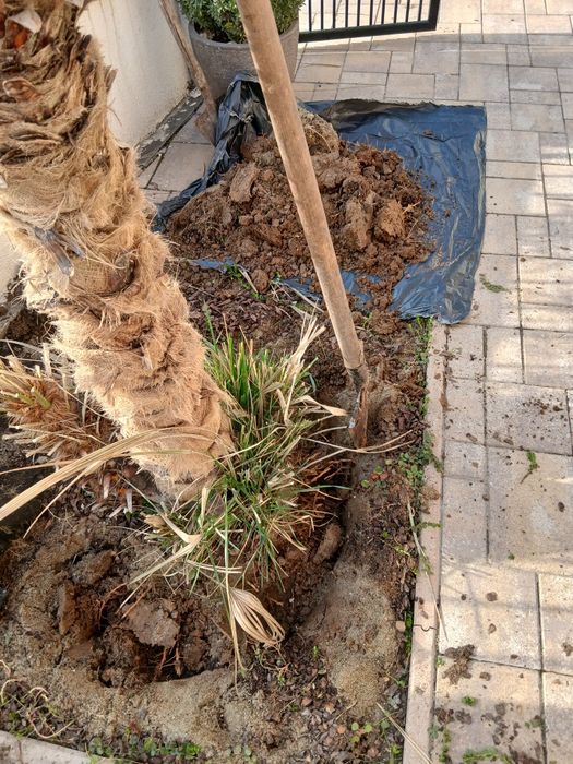 Palmieri 2 la numar 10 mil cu montaj in Craiova pe bucata