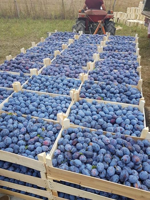 Продава се Земеделски имот в с. Богданци, Област Силистра -  кв.м за 2550 €/дка - Снимка #2