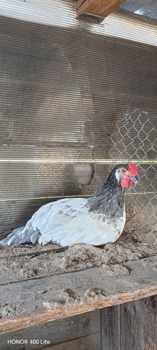 Australorp albastru