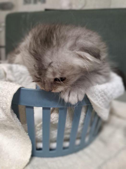 Продам котят шотладских