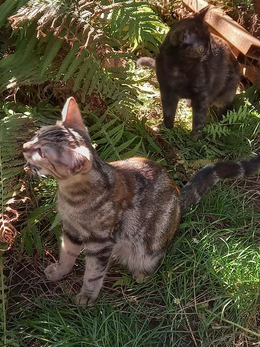 Котята бесплатно!