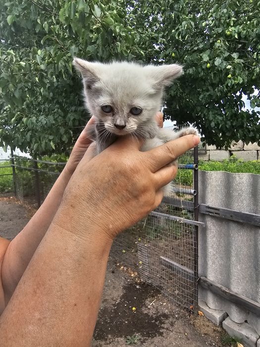 Отдам котят красивые