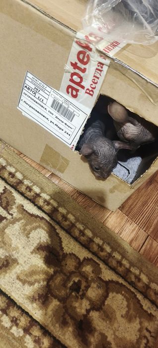 Продам котёнка девочка Донской сфинкс