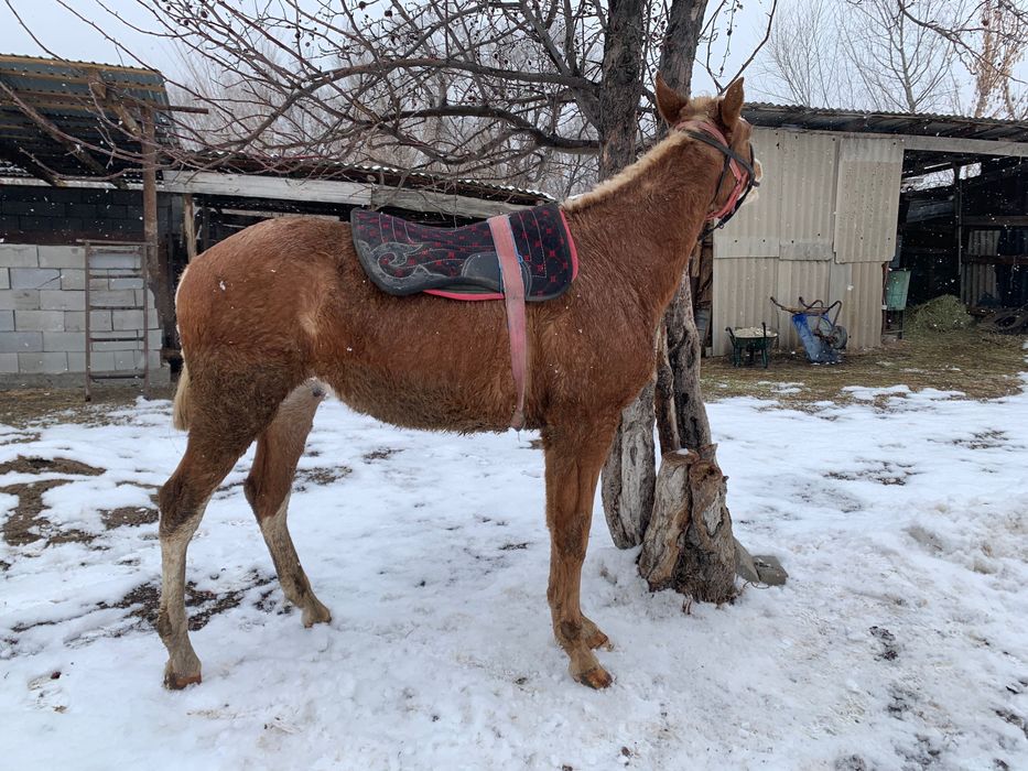 Тай сатылады полукровка