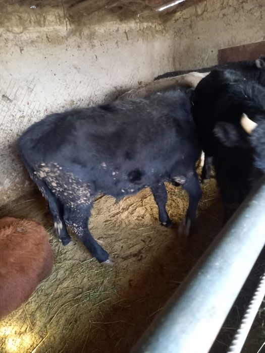 Продаются хорошие бычки