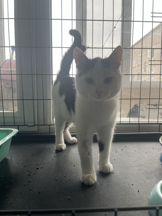 Пристраивается котенок 6 мес Беляш!