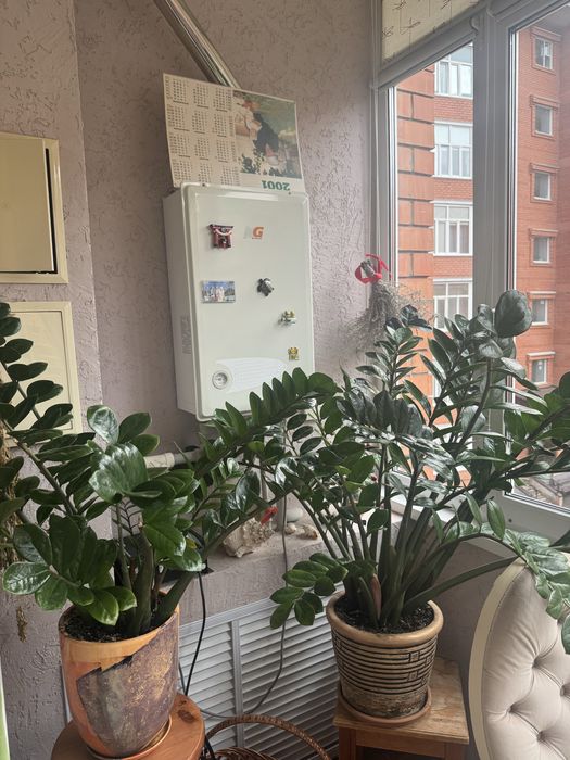 Продам долларовые деревья