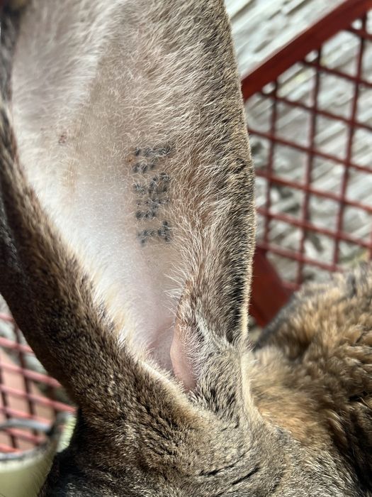 Iepure Urias German-2 ani tatuat (6.5 kg)