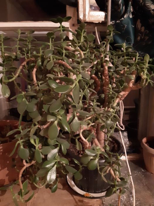 Денежное дерево ,толстянка