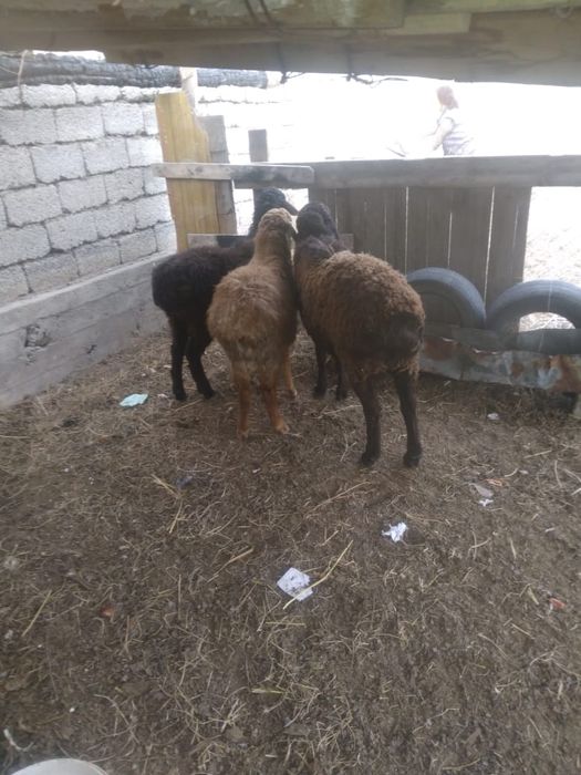 Осы 3 қошқар сатылады бағасын келісеміз