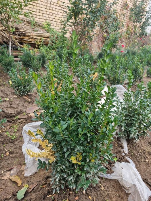 Shamshod ko'chat bor sotiladigan