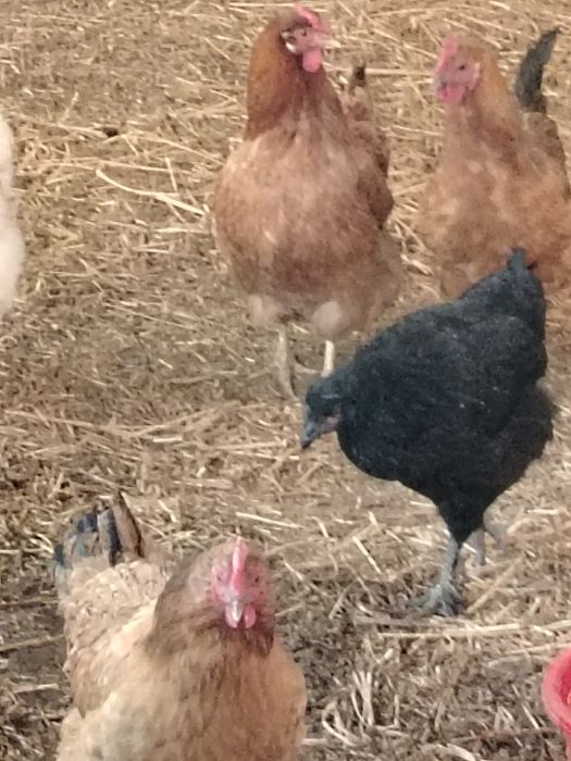 Продам домашних курочек.