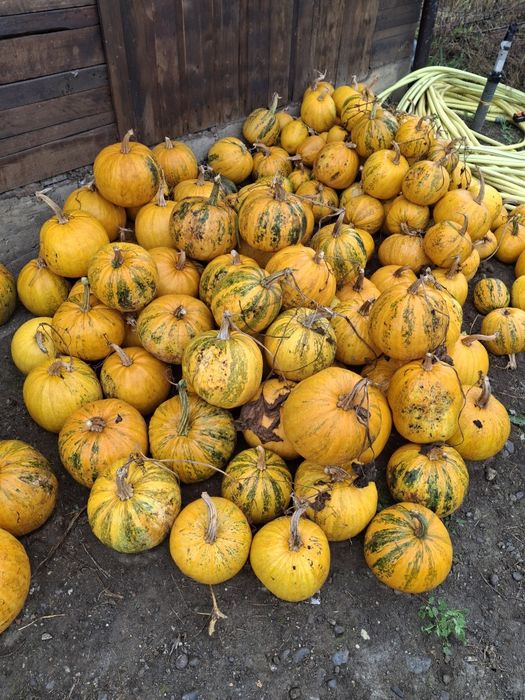 Vand bostani  pt  Helloween