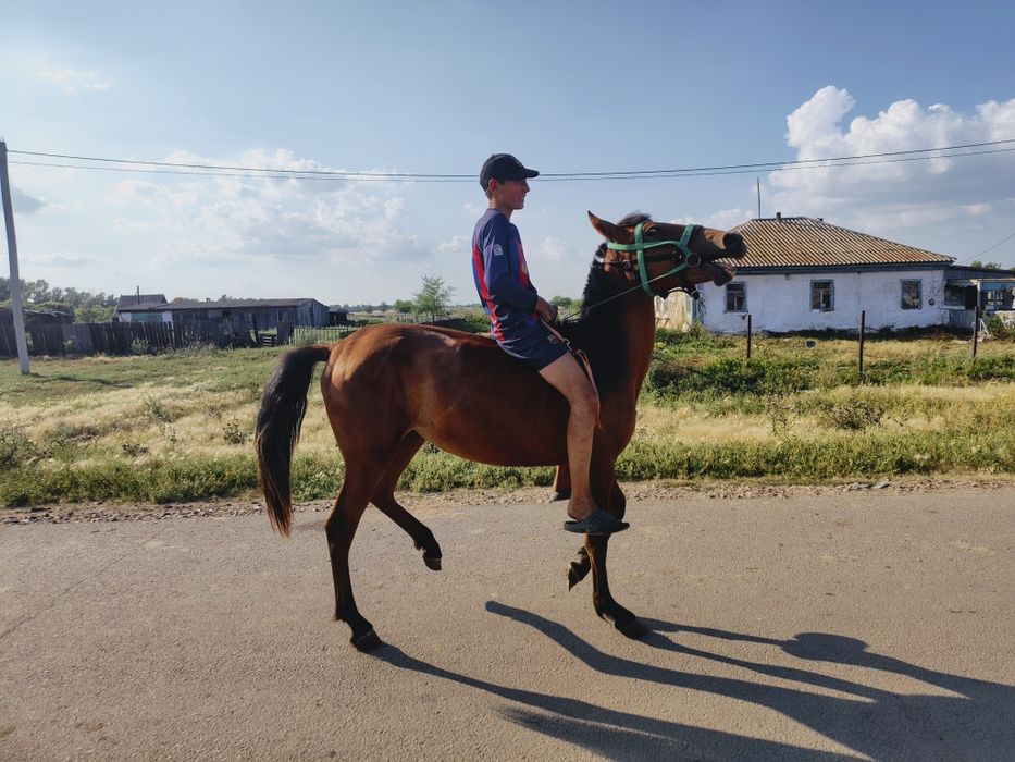 Продам Годовалую кобылку
