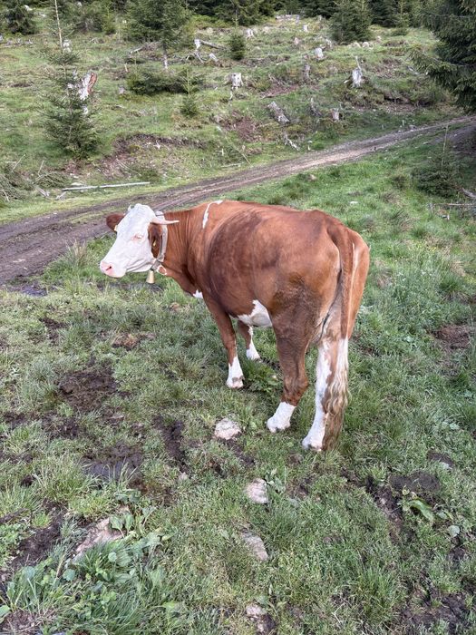 Vaca de vanzare