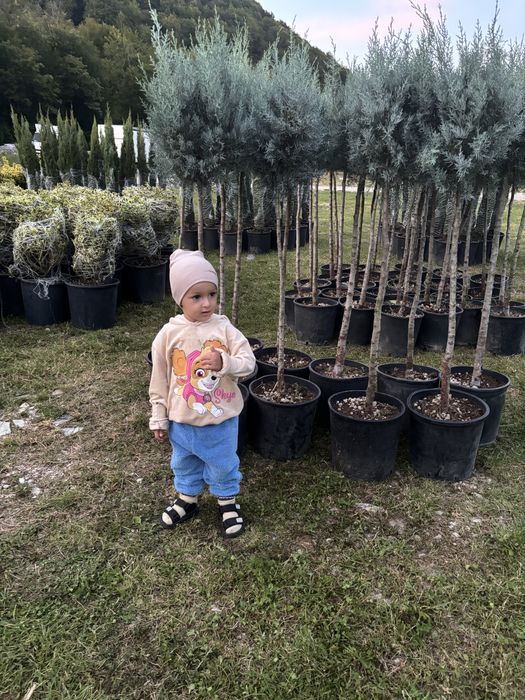 Tuia leylandii super oferta gazon rulou