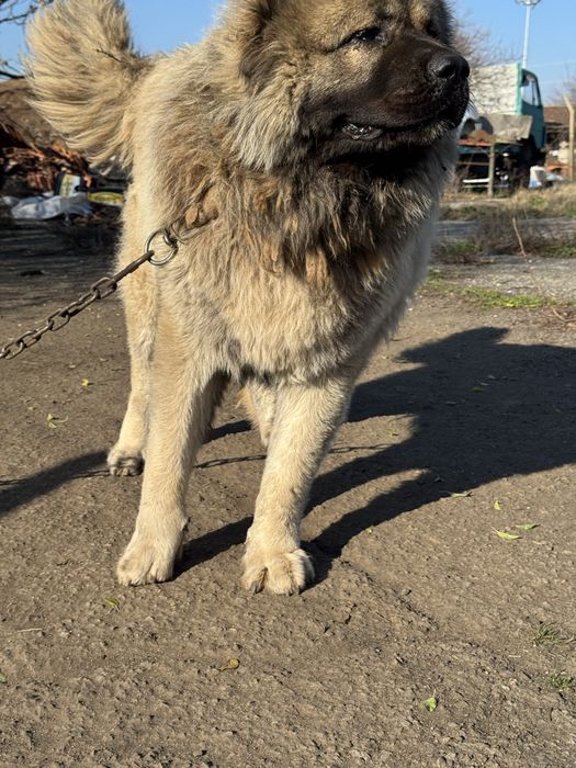 Продава кавказки овчарки