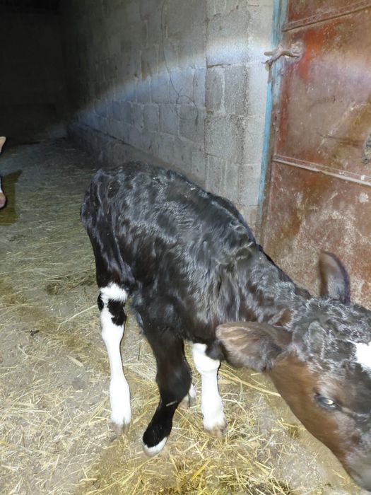 Бұзаулар бар пародный сиырлардан шыққан