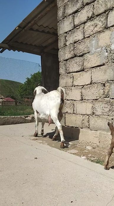 Нубийский  ешкі сатылады