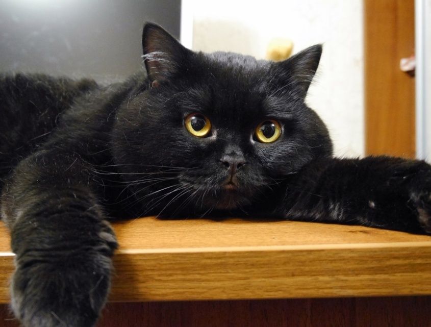 Британец Ласковый Игривый