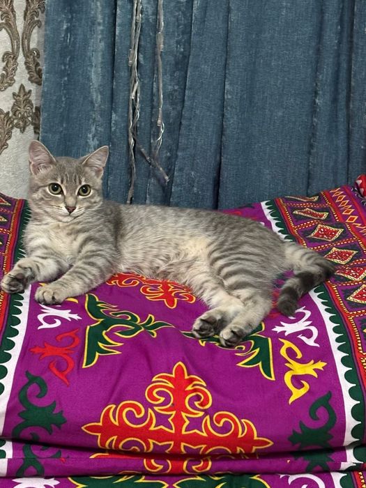 Отдам в  добрые руки