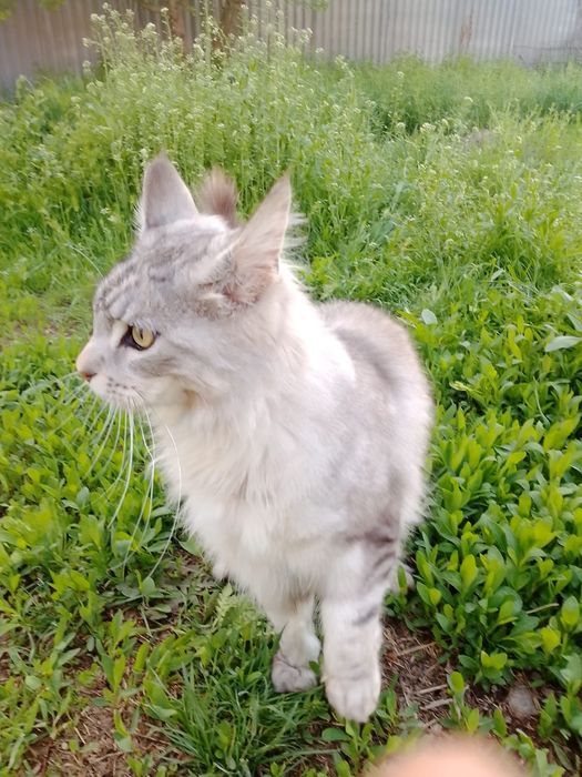 Кошка: мейн кун.