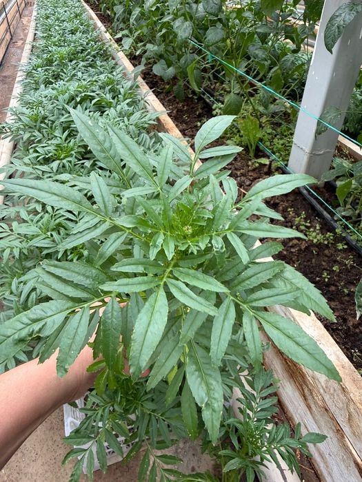 Бархат. Шафран. Голландский сорт.