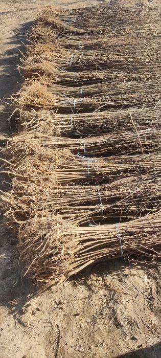 Puieți de salcâm cu creșterea dublă