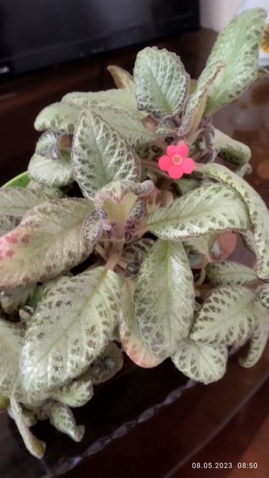 Продам деток эписцеи