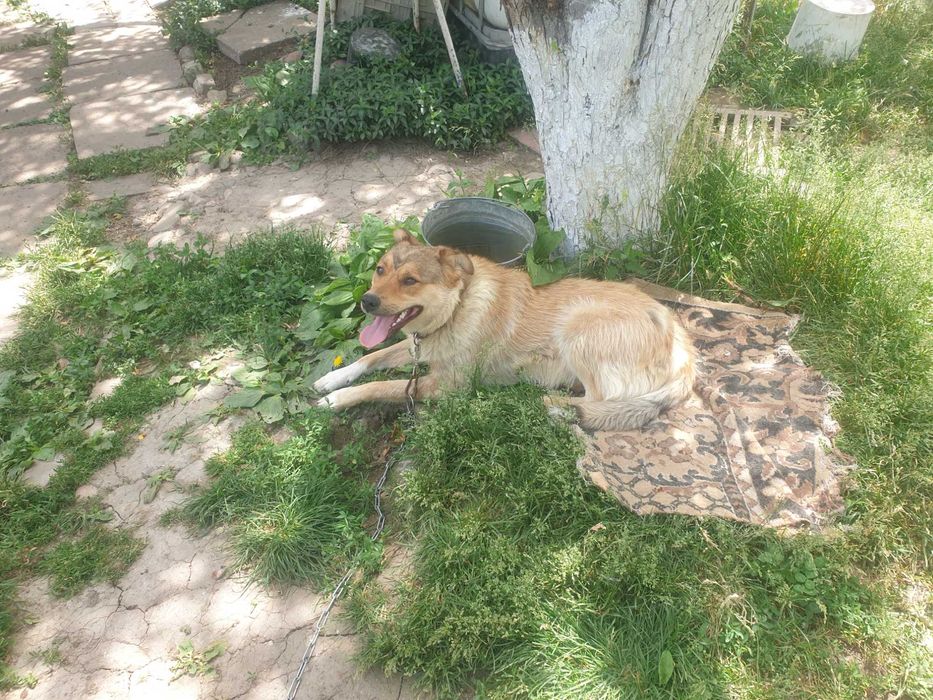 Собака щенок мальчик