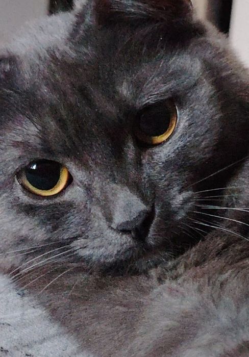 Кошечка Милка. Цвет графитовый