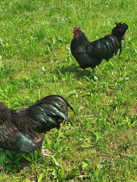 Oua pentru incubat Australorp Negru