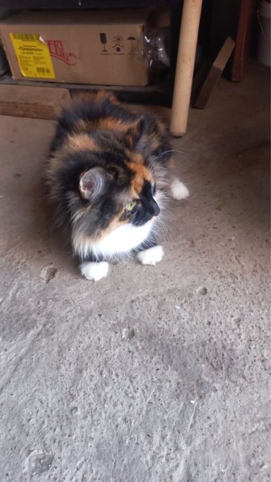 Кошка трехцветная.