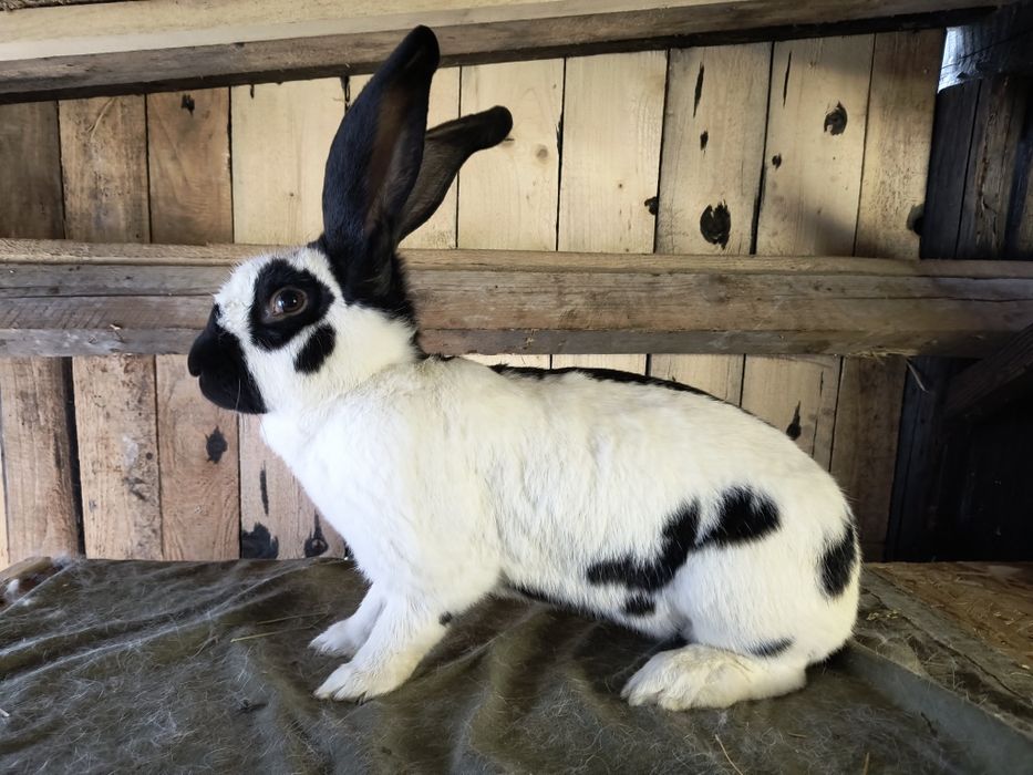 Femela Fluture German Pestriț Alb Negru si pui janeti si alb negru